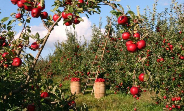 apples, orchard, apple trees